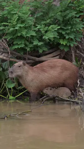 A heartwarming moment in the Pantanal 🌿 This mother capybara and her baby show us the simple beauty of nature. Protecting their home means protecting our planet too. 🐾✨ Want to explore Brazil’s wild wonders? Let’s travel together and experience it firsthand! 🇧🇷Um momento cheio de carinho no Pantanal 🌿 Essa mãe capivara e seu filhote mostram como a natureza é simples e encantadora. Proteger o lar deles é cuidar do nosso planeta. 🐾✨ Que tal explorar as maravilhas selvagens do Brasil? Venha viajar comigo e viver isso de perto! #WildlifePhotography #CapybaraLove #PantanalAdventures #MotherNature #NatureLovers #WildlifeExploration #TravelWithMe #EcoTravel #WildlifeGuide #NatureIsArt #WildlifeInspiration #PhotoOfTheDay #Biodiversity #ConservationMatters #TravelPhotography #ExploreBrazil #NatureMoments #AdventureAwaits #SustainableTravel #WildlifeWonder #FotografiaDeNatureza #CapivaraFofa #AventurasNoPantanal #MãeNatureza #AmantesDaNatureza #ExploraçãoDeVidaSelvagem #ViajeComigo #EcoTurismo #GuiaDeNatureza #ArteDaNatureza #InspiraçãoSelvagem #FotoDoDia #Biodiversidade #PreservaçãoAmbiental #FotografiaDeViagem #ExploreOBrasil #MomentosDaNatureza #AventuraTeEspera #TurismoSustentável #MaravilhasDaNatureza #fyp #yaraecosafaripantanal 