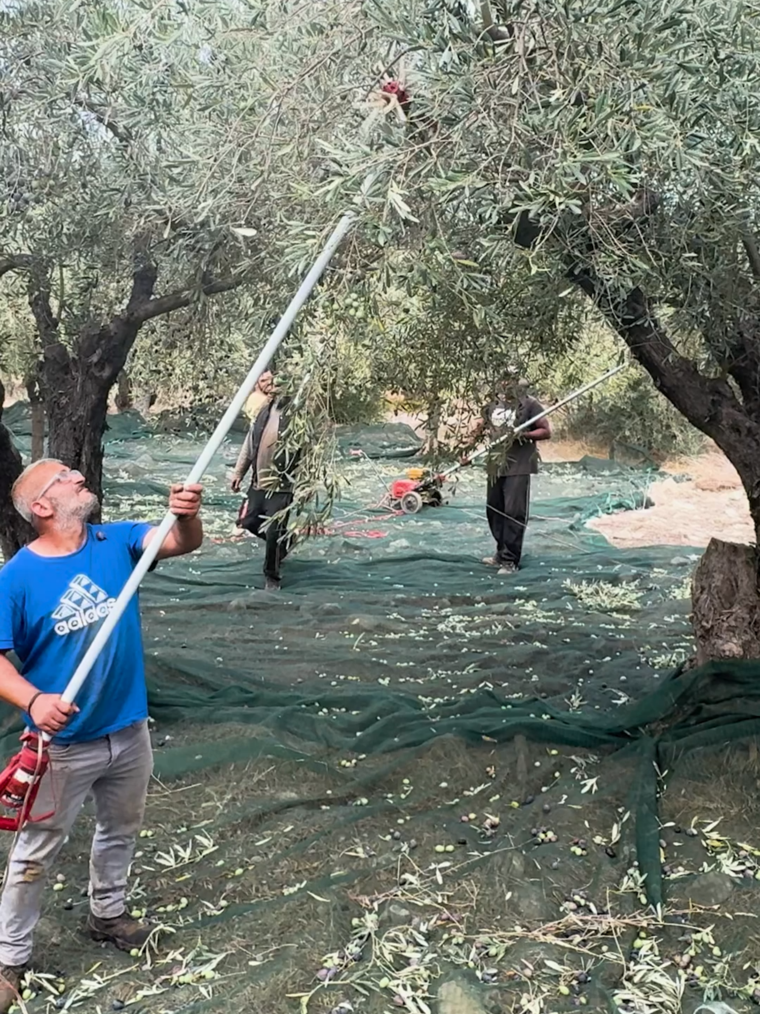 🇬🇷🫒 The timeless tradition of olive harvesting on the island of Evia, Greece. Greek olive oil, known as 'liquid gold' by Homer, is deeply rooted in Greek culture, history, and the Mediterranean diet, making it an irreplaceable treasure. . . . #greece #olive #harvesting #Evia #Greekoliveoil #liquidgold #Homer #Greekculture #history #Mediterraneandiet