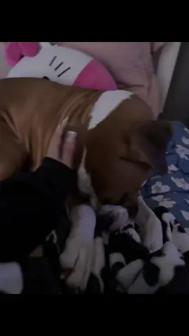 Now this is me whenever i see my dog 