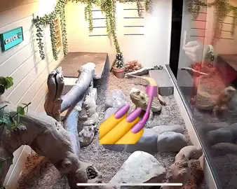 This iz Chuck posting. I just wanted to show u all how mom speaks 2 me and treats me behind the scenes. She even cussed at me! I wasn’t doing anything wrong! Just head bobbing at Puddles! Wut’s the harm in that? #chuckthebeardeddragon #beardeddragon #reptiles #funnypets 