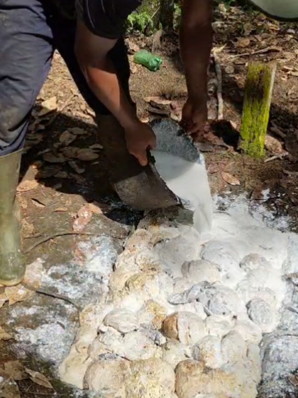 proses pengecoran getah karet #kualitaskaret  #fyp 