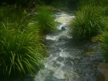 #digicam #digitalcamera #pointandshoot #oldcamera #videodiary #nostalgia #memories #nature #trees #river #creek #waterfall #queensland 