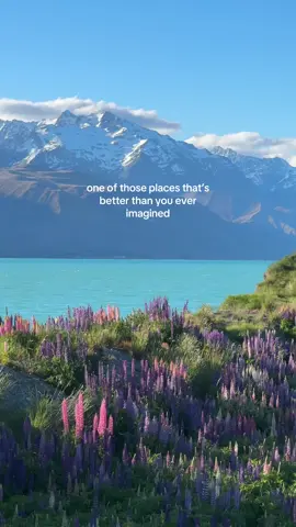 by far the most impressive wildflower ive ever seen 🥹 #newzealandinnovember #newzealandlupins #lupinseason #mountcook #lakepukaki #lakepukakinz 