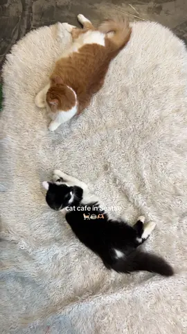 One of my favorite things I did when visiting Seattle! 😻 @SeattleMeowtropolitan  #catcafe #seattle #cats #seattlewashington #thingstodo #cattok #catlover #meow #meowtropolitan #thingstodoseattle #catsoftiktok #seattletiktok 