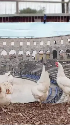 Chicken Gladiators 2 - when chicken gladiators go mad.  ‘Ginkgo’ our new pop music single is out now! 