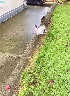 Cat and Sheep🐈vs🐏!! #cat #catsoftiktok #catlover #funny #funnyvideos #foryou #fypage #fypツ #funnycat #funnytiktok #cats