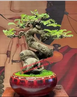 #inpirasi #bonsaiAsemjawaMeliuk #pemirsa 