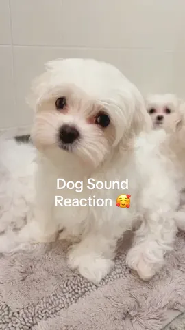 Cutest little reaction to the dog noise sound 🥰😍 #maltese #maltesepuppy #maltesepuppies #malteseoftiktok 