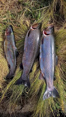 Pesca de truchas #pesca #troutfishing #trucha #pescadeportiva🐟😊cajas_cuenca_ecuador #pescaecuador 