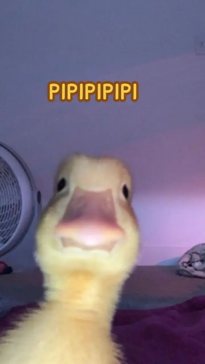 pipipipipi meme sonido like a tiktok si escuchaste oír este meme en YouTube o en tiktok #capcut #supra #supra #supra #piola #footballtiktok #humor #supra #dj #supra #ron #basketball #brasil #uruguay 