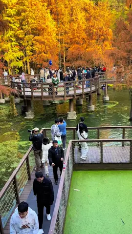 Hồ Thanh Sơn, Hàng Châu một chiều thu 🍁🍁🍁 #hangzhou #hangchau #hangchautrungquoc #hichina #chinatrip #chinatour #phuonghoangtour #dulichphuonghoang #reviewtrungquoc