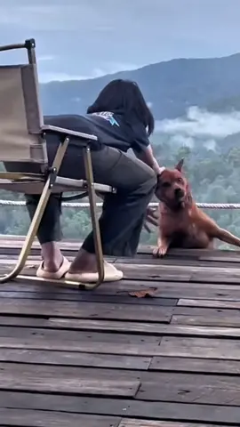 #dog #dogs 