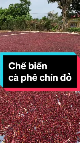 Chế biến cà phê chín đỏ #nongdan #caphechatluongcao #coffee #farmer #farm #trangtrai #caphe #caphechin 