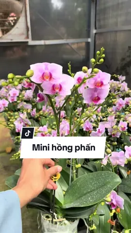 Cập nhập mẫu lan hồ điệp tết 2025 #trangodalat #lanhodiepdalat #lanhodiep #tết2025 #đàlạt 