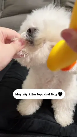 Máy sấy kiêm lược chải giúp Sen chăm sóc lông và da bé tốt hơn sau khi tắm 🛁 #maysaykiemluocchailong #maysaylongthucung #maysaylongchomeo #maysaylongcho #poodle #bunquystoc 