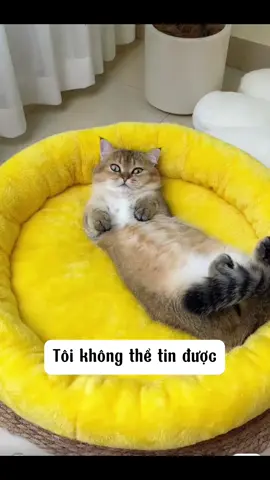 Đệm tròn cho thú cưng dễ thương #xh #demchomeo 