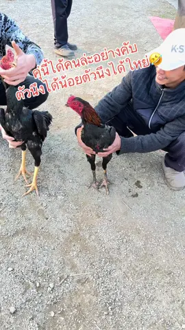 #คนเลี้ยงไก่ชนในเกาหลี 