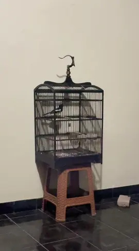 kacer poci ngeplong santai malam hari #mitramulyafarm #kacer #kacermania #poci #kicaumania #kicaumanianusantara #burungindonesia #kacergacor #kacerjuara #burunggacor 