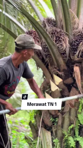 Dengan perawatan yang tepat, kelapa sawit TN 1 usia 5 tahun akan menghasilkan tandan buah segar yang berkualitas dan meningkatkan produktivitas kebun. Inilah yang saya pelajari selama beberapa tahun ini merawat kelapa sawit TN 1. 1. Penuhi kebutuhan pemupukan 8kg/btg/thn. Lebih baik dilakukan dengan jarak waktu berdekatan. Lakukan pemupukan setiap bulan jika menggunakan pupuk tunggal. Ex semester 1:  - januari : dolomit (1x setahun) - februari : phospat/fertiphos/sp36 - maret : urea - april : kcl - mei : borat (1x setahun) Semester 2 - agustus : phospat - september : urea - oktober : kcl 2. Rutin mengendalikan gulma. 3. Pruning 2x/thn. 4. Terus belajar dan Berdoa. Insya allah hasilnya akan full senyum. 😊 #kelapasawit #sawit #sawitjambi #petanisawit #palmoil #sawitontiktok #pemupukan #npkpaktani 
