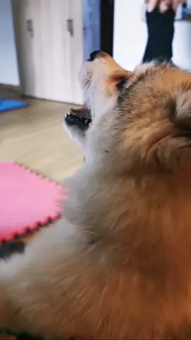 #husky #dogoterapia #yoga #puppyyoga #syberianhusky #oldpeople #senior #oldandactive 