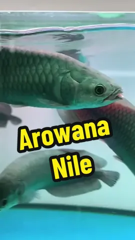 ARONILE ?! #arowana  #nile  #aronile 