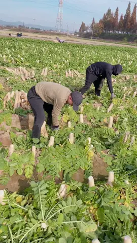 Cho hỏi cảm nhận của ae nào đã thẩm qua món này ạ 😂#nongnghiephanquoc 