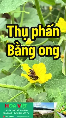 🐝Thụ phấn bằng ong trên dưa lưới, dưa vàng mang lại hiệu quả năng xuất cao #nhakinhhoaviet #HoaViet #nhamang #dưavàng #dưaluoi🍈🍉 #viral #trending #thụphấnbằngong #ongmật 