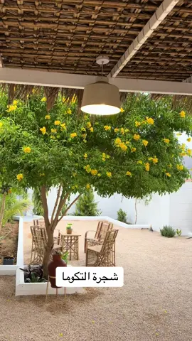 شجرة التكوما#- [ ] #مشتل الجزيره الخضراء#- [x] مشاتل #مانجو تايلندي #يوسفي # حمضيات# مشاتل نجران #حمضيات الرياض_الان #الشعب_الصيني_ماله_حل😂😂 #الرياض_جده_مكه_الدمام_المدينه #القصيم#الشرقيه_الخبر_الدمام#رؤية_السعودية_2030 #اكسبلورررررررررررررررررررر💥🌟💥🌟💥💥🌟🌟🌟🌟🌟 #اكسبلور #حايل #القصيم_بريده_عنيزه_الرس_البكيرية #بيش #ابها #الصيني_ماله_حل😂😂 #الشرقيه #الباحه #عنيزه #الرياض_الان #الشعب_الصيني_ماله_حل😂😂 #جده #الشعب_الصيني_ماله_حل😂😂 #القصيم #ابها_مدينة_الضباب #الرياض_الان #الرياض_جده_مكه_الدمام_المدينه #الرياض #الشعب_الصيني_ماله_حل😂😂 - [ ] - [ ] #الشعب_الصيني_ماله_حل😂😂 #رؤية_السعودية_2030 #اكسبلورررررررررررررررررررر💥🌟💥🌟💥💥🌟🌟🌟🌟🌟 #الصيني_ماله_حل😂😂 #الرياض_الان #جده #حمضيات #يوسفي #عنيزه #الرياض_الان #الرياض_الان #ابها_مدينة_الضباب #الباحه #الرياض_الان #الشرقيه #الرياض_الان #الرياض_  - [ ] - [ ] جده_مكه_الدمام_المدينه #الصيني_ماله_حل😂😂 #الرياض_الان #ابها_مدينة_الضباب #حمضيات #الشرقيه #يوسفي #الصيني_ماله_  - [ ] - [ ]  حل😂😂 #الشعب_الصيني_ماله_حل😂😂 #الشعب_الصيني_ماله_حل😂😂  - [ ] - [ ] #حمضيات #الرياض_جده_مكه_الدمام_المدينه #القصيم #مانجو #الشعب_الصيني_ماله_حل😂😂 #اكسبلورررررررررررررررررررر💥🌟💥🌟💥💥🌟🌟🌟🌟🌟 #القصيم_بريده_عنيزه_الرس_البكيرية #الصيني_ماله_حل😂😂 #الرياض_الان #اكسبلورررررررررررررررررر#الشعب_الصيني_ماله_حل😂😂 #الصيني_ماله_حل😂😂 #القصيم_بريده_عنيزه_الرس_البكيرية #جده #الرياض_جده_مكه_الدمام_المدينه #القصيم_بريده_عنيزه_الرس_البكيرية #عنيزه #حمضيات #مانجو #الرياض_جده_مكه_الدمام_المدينه #ابها #الرياض_الان #الشعب_الصيني_ماله_حل😂😂 على #الشعب_الصيني_ماله_حل😂😂 #حمضيات #نيوم #جد #اكسبلورررررررررررررررررررر💥🌟💥🌟💥💥🌟🌟🌟🌟🌟 #الرياض_الان #مانجو #الشعب_الصيني_ماله_حل😂😂 