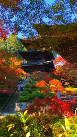 Autumn leaves in Shiga Prefecture 🍁 1.Joraku-ji(Shiga) / 常楽寺　 2.Taroubogu AgaShrine ((Shiga)/ 太郎坊宮(阿賀神社) 3.Saikyoji (Shiga)/ 西教寺　 4.Hiyoshitaisha Shrine (Shiga) / 日吉大社 #shiga #autumn #japanautumn #kansai #滋賀県 #滋賀 #紅葉 #西教寺 #太郎坊宮 #常楽寺 #日吉大社 