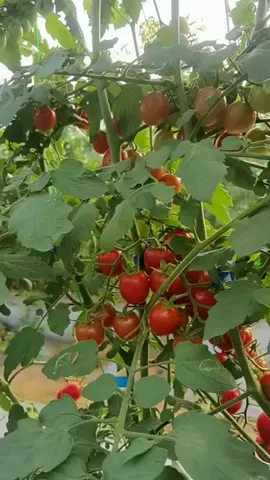 Vườn cà chua 🍅 #farmlife #farm #farming #farmer #LearnOnTikTok #xuhuongtiktok #cachua #tomato #hoanglinhfarmer #nongthon #nongnghiep #nongdan #nongtrai #daylife #cuocsongthuongngay #vatunongnghiep 