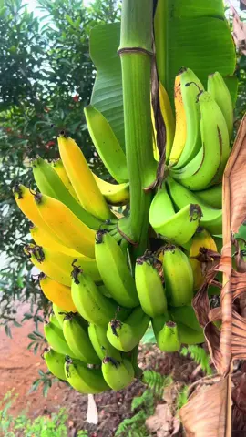 Chuối chín cây . Ở quê thích mấy cảnh như thế này hái 1 trái ăn tại cây thì ta nói còn gì bằng nữa chèn 😋 @🥀Yến Nhi 🥀 #Chuối 