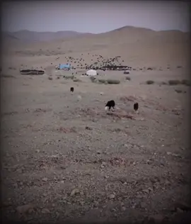 #الديره #العطوي #بني عطيه #الديره #الديره 