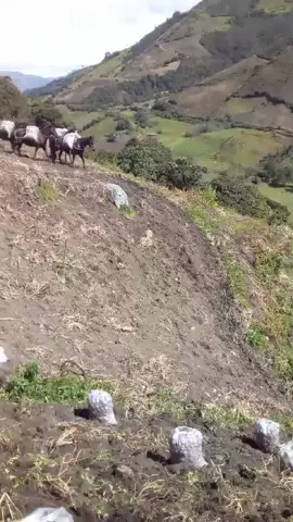 #campesinos #caballitas #paperos #paperosdecorazon🥔❤️ #viral #mulares #VicenteFernandez 