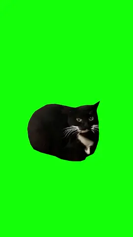 #CapCut The Cat Dancing #meme #greenscreen #funny #fyp #viral #dance #cat 