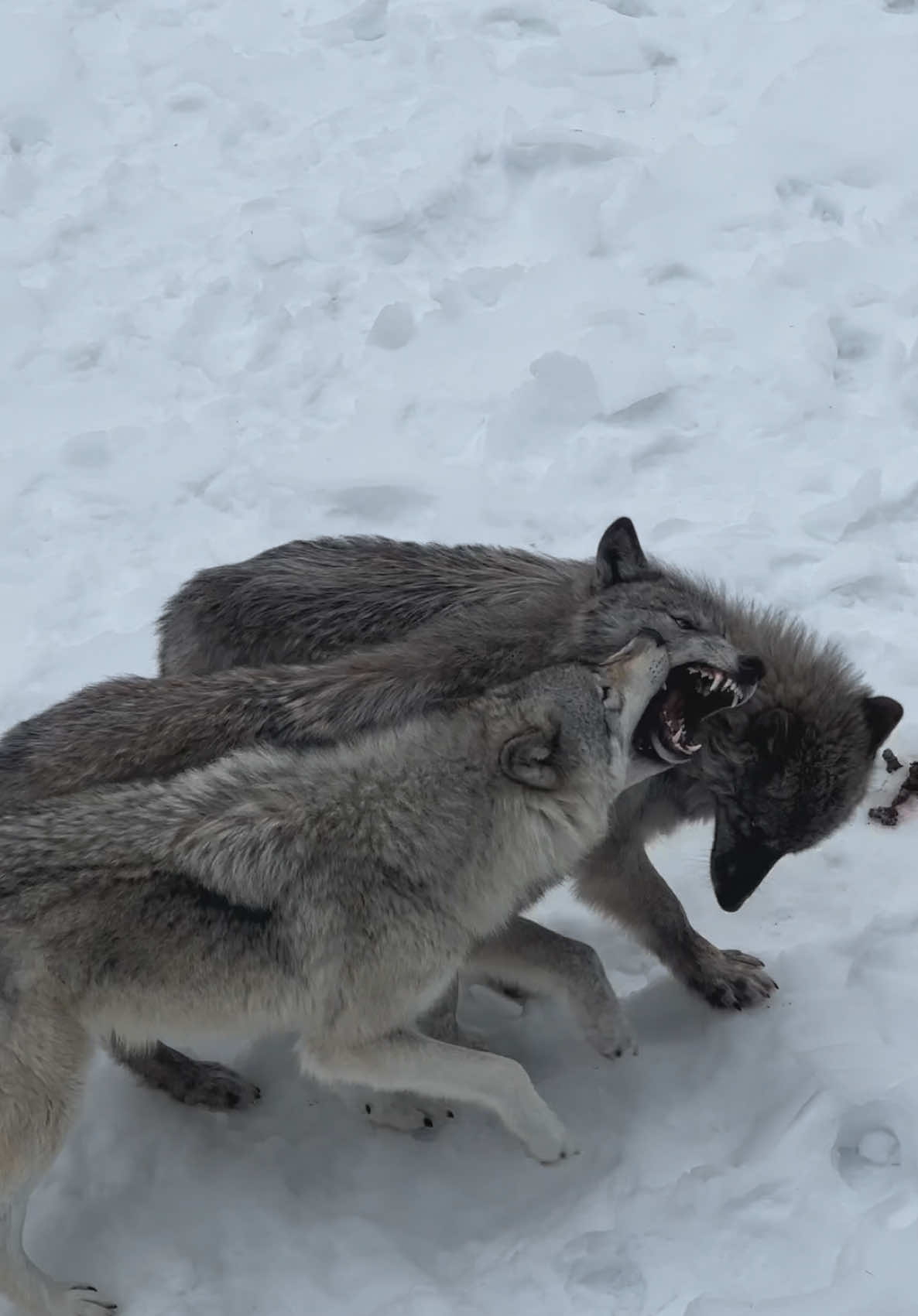 Am i safe lol ? #wolfcabin #wolf #canada 