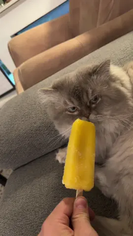 More for me #fyp #funny #catsoftiktok 