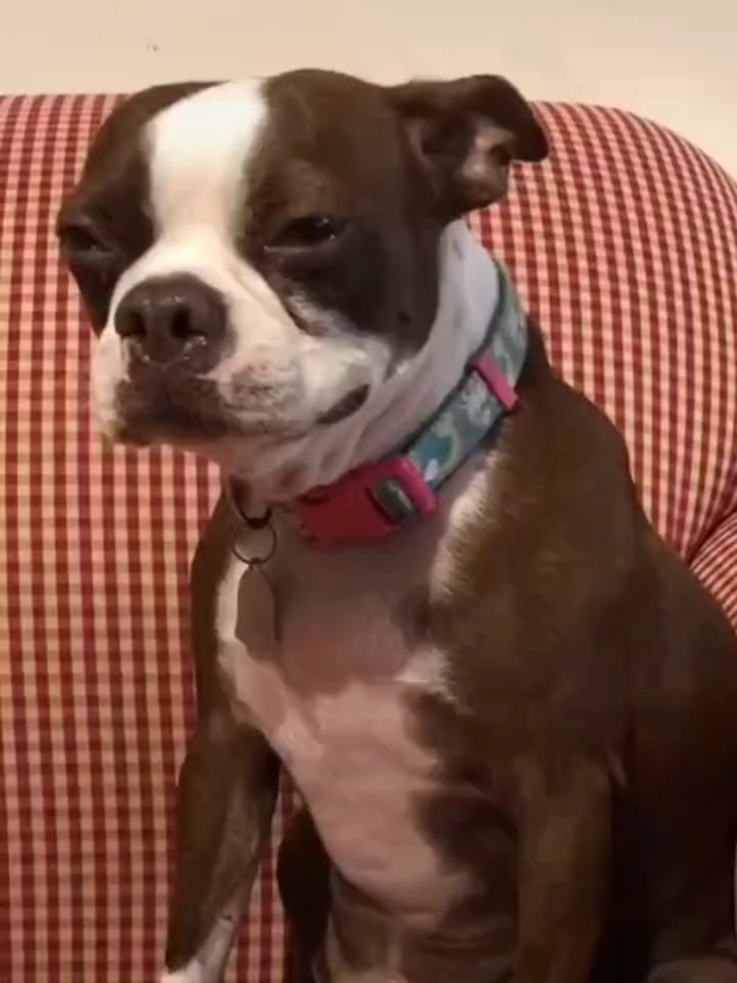 😢😢😢Crying dog😢😢😢 #fyp #dog#viral_videos#saddog #dogcrying #chientriste #chienpleure #verysad #verysad😭😭😭 #triste #dogsoftiktok #dogsvideo #dogsoftiktokviral #foryoupage❤️❤️ #foryoupagee #foryoupageofficial #fyy #fyyyyyyyyyyyyyyyy #fypシ゚ #fypシ゚viral🖤tiktok #fypシ゚viral🖤video #fypシ゚viral🖤tiktok☆♡🦋myvideo #fypシ゚viral🖤tiktok☆♡ #fypシ゚vira #fypシ゚viraltiktok #viralvideos #viralvideosofficial #viralvideotiktok #viraltiktokvideo #viraltiktokr #viraltiktokr #trendingvideo #trendingvideos #trendingvideoviral #trendingtiktokviral #chien #chiens #chiensurtiktok #animallover #animallovers