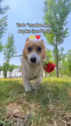 Rakhlo love SE De Ra Hu 😅❤ #fyp #viral_video #plzzsupportme #saugat❤editz 