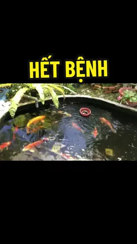 Trả lời @Viet Anh  hi vọng cá mùa này sẽ vượt qua bệnh tốt hơn #koi #hoca #cacanh #koifish #hocakieng #cá #lunakoi #cakoi #nuoica #hocacanh #hocamini #thucancakoi #cakoinhat #nuoicakoi #tribenhcakoi #phongbenhcakoi #huongdannuoica #hocakoi #chamsoccakoi #xayhocakoi #beca #becacanh #becakoi #hocakoi #koinhat #koif1 #thuoctrirannuoc #menvisinh #vitaminc #khoang #nammang #thaynuochoca #chamsochokoi #chamsockoi #chamsoc   