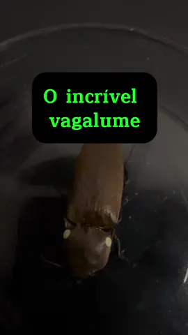 Os vagalumes são verdadeiras estrelas da natureza! ✨🦗  Sua luz mágica é produzida por uma reação química chamada bioluminescência, usada para atrair parceiros ou afastar predadores.  Algumas espécies têm até luzes que parecem “olhos brilhantes” para enganar predadores! 😲🌟 Uma mistura perfeita de beleza e estratégia da natureza! 🌿💡  #microbiologia #microscopio #Vagalumes #Bioluminescência