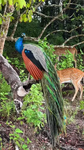 Wilpattu National Park | Sri Lanka #srilanka #tourism #fyp #tranding #wildanimals #triplanka 
