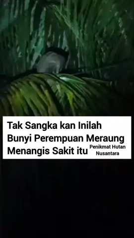 Yang Pelihara Musang Pasti dah tau .  .  .  #fyp #pendaki #penikmathutannusantara #gunung #musang