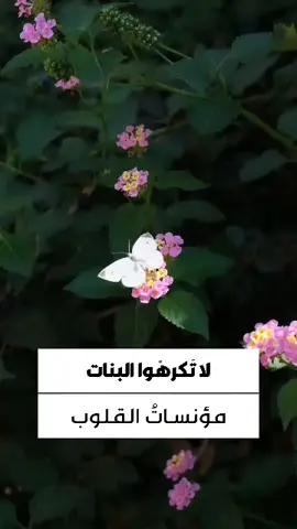 . لا تكرهوا البنات فإنهن المؤنسات الغاليات.. سماحة السيد حس_ن نص_ر الله ❤️ ❤️  