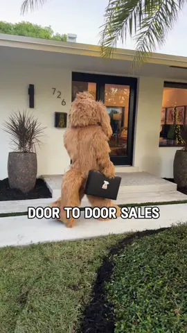 Day in the life of the hardest working dog shampoo slaesman. Help him out and check out @Floof by Brodie Black friday sale! #doggrooming #goldendoodle #dayinthelife #grooming 