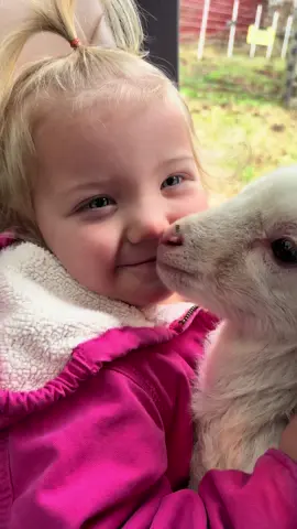 Shes the best help and loves her lambs! #Charlestyn #farmher #farmbabies #lambs #khatadinsheep #christmas #glenmarfarms 