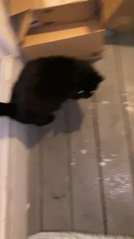 She did NOT like the snow 😭  #firstsnow #cat #funnycat 