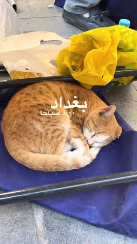 دَمعٌ لِبَغداد .. دَمعٌ بالمَلايين ِ مَن لي بِبَغداد أبكيها وتَبكيني ؟ مَن لي ببغداد ؟..روحي بَعدَها يَبِسَتْ وَصَوَّحَتْ بَعدَها أبْهى سَناديني عُدْ بي إلَيها.. فَقيرٌ بَعدَها وَجَعي فَقيرَة ٌأحرُفي .. خُرْسٌ دَواويني قد عَرَّشَ الصَّمتُ في بابي وَنافِذ َتي وَعَشَّشَ الحُزنُ حتى في رَوازيني والشِّعرُ بغداد ، والأوجاعُ أجمَعُها فانظُرْ بأيِّ سِهام ِالمَوتِ تَرميني ؟! عُدْ بي لِبغداد أبكيها وتَبكيني دَمعٌ لِبَغداد .. دَمعٌ بالمَلايين ِ الثالث والعشرون من نوفمبر  بغداد أسمر #بغداد #بغداديات #بغداد_العراق🇮🇶 #بغداد_العراق #بغدادية #بغدادي #المتنبي #شارع_المتنبي #كتب_books #كتب 