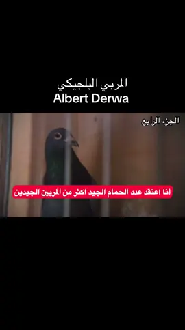 لوفت النخبة #زاجل #زاجل_سباق #زاجل_بلجيكي #حمام_زاجل #حيوانات #الزاجل #الطيور #زاجل_سباق❤ #زواجل #طيور #لوفت_النخبة #حيوانات_اليفه 