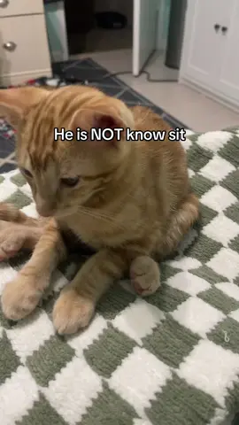 Oarnge  #foryou #fyp #cat #sillycat #silly #catsoftiktok #cats #kitten #kittensoftiktok #sillycats 