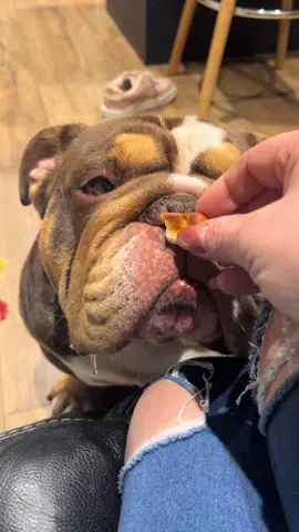 Does he think the food changes  😂#gary #englishbulldog #garythebulldog #bulldog #britishbulldog #garythebulldog2 #cute #hungry #funny #potato #kinggary #bullsoftiktok #englishbulldogsoftiktok #funnydogs 
